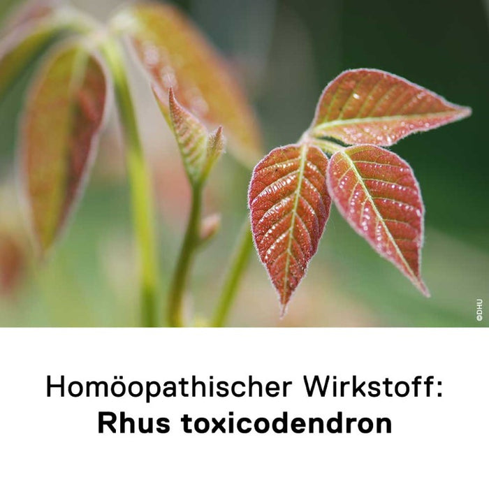 DHU Rhus toxicodendron D6 bei rheumatischen Schmerzen – geschmacksneutral, 80 St. Tabletten